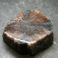 Andalusite Chiastolite Crystal From China - 1.3" - 25.43 Grams