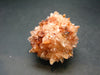 Fine Creedite Cluster From Mexico - 1.9"