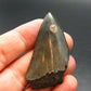 Megalodon Shark Tooth 7 MYO From S. Carolina USA - 1.8"