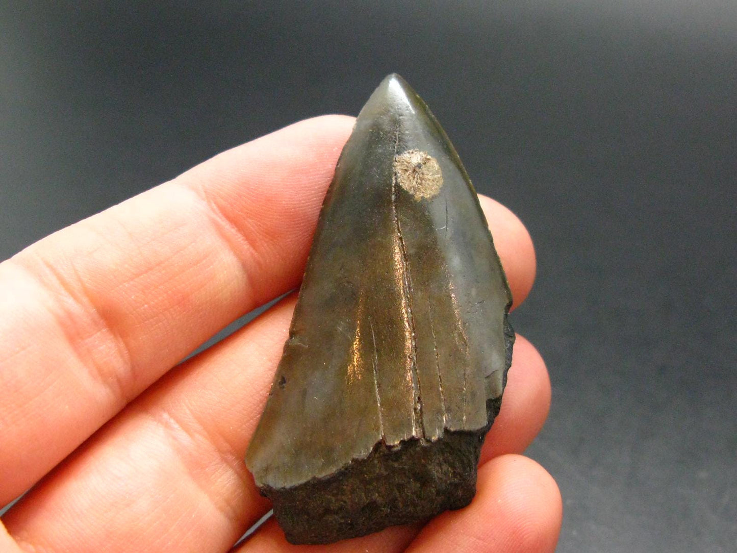 Megalodon Shark Tooth 7 MYO From S. Carolina USA - 1.8"