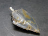 Megalodon Shark Tooth 7 MYO Silver Pendant From S. Carolina USA - 2.3"