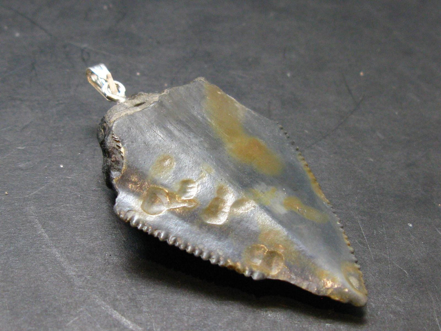 Megalodon Shark Tooth 7 MYO Silver Pendant From S. Carolina USA - 2.3"