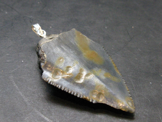 Megalodon Shark Tooth 7 MYO Silver Pendant From S. Carolina USA - 2.3"