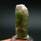 Rare Watermelon Tourmaline Crystal From Brazil - 1.4" - 60.0 Carats