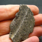 Rare Nuumite Nuummite Raw Piece From Greenland - 11.66 Grams - 1.7"
