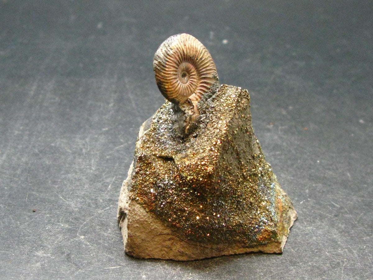 Pyritized Ammonite Fossil On Pyrite Matrix From Russia 150 MYO - 1.8" - 73.72 Grams