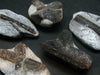 Fairy Cross!! Lot of 5 Dark Chocolate Staurolite Crystals from Russia