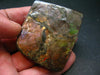 Ammolite Ammollite Fossil From Alberta Canada - 2.3" - 74.1 Grams