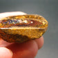 Rare Boulder Opal Piece from Australia - 1.3"