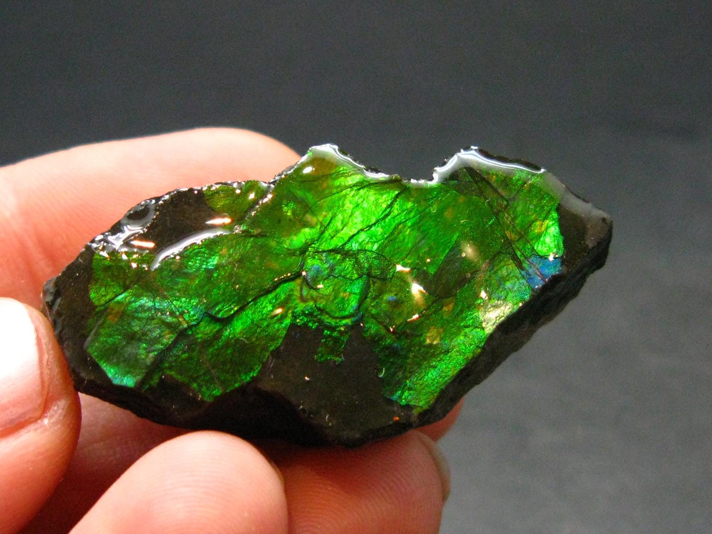 Ammolite Ammollite Fossil From Alberta Canada - 1.5" - 11.57 Grams