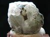 Gem Phenakite Phenacite Crystal From Russia - 13.51 Grams - 1.2"