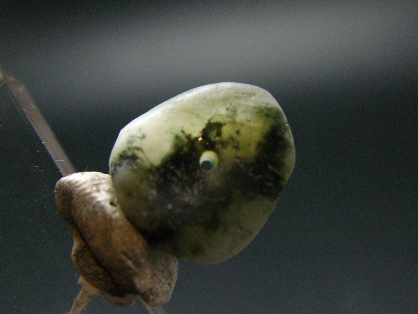 Phenakite Crystal Bead From Russia - 1.17 Grams