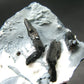Neptunite on Natrolite Cluster From California - 3.8"