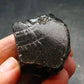 Elite Shungite Raw Piece from Russia - 1.4" - 25.66 Grams