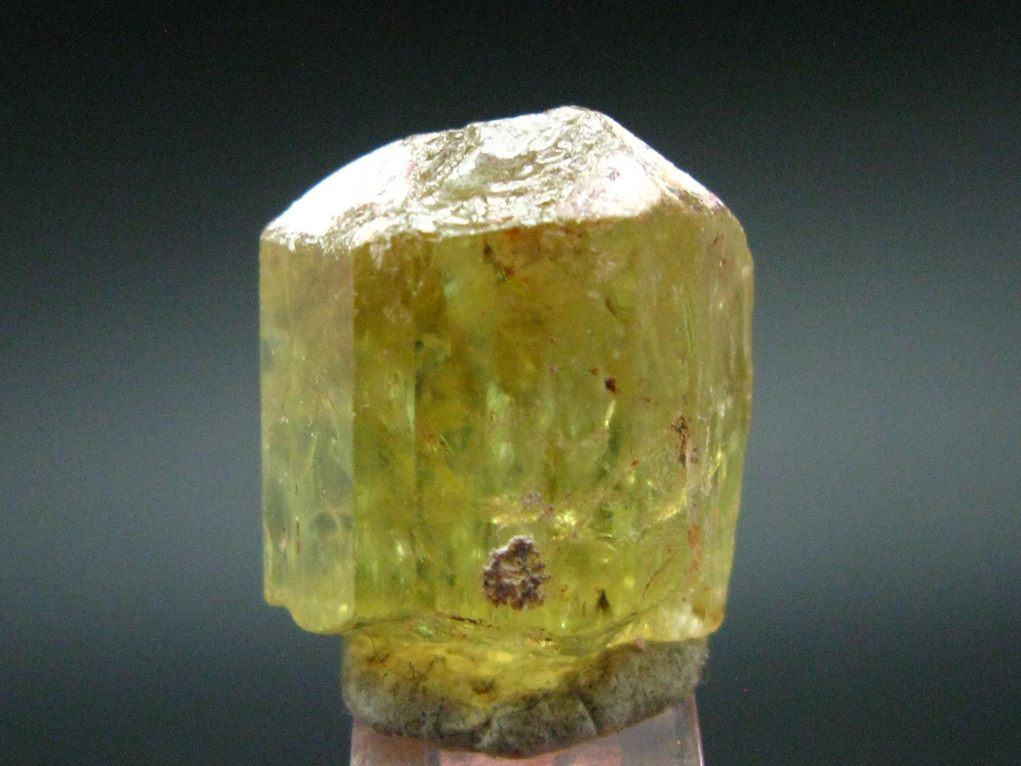 Large Gem Golden Apatite Crystal From Mexico - 0.7"