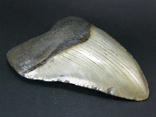 HUGE Megalodon Shark Tooth 7 MYO From S. Carolina USA - 4.2"