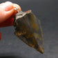 Megalodon Shark Tooth 7 MYO Silver Pendant From S. Carolina USA - 2.3"