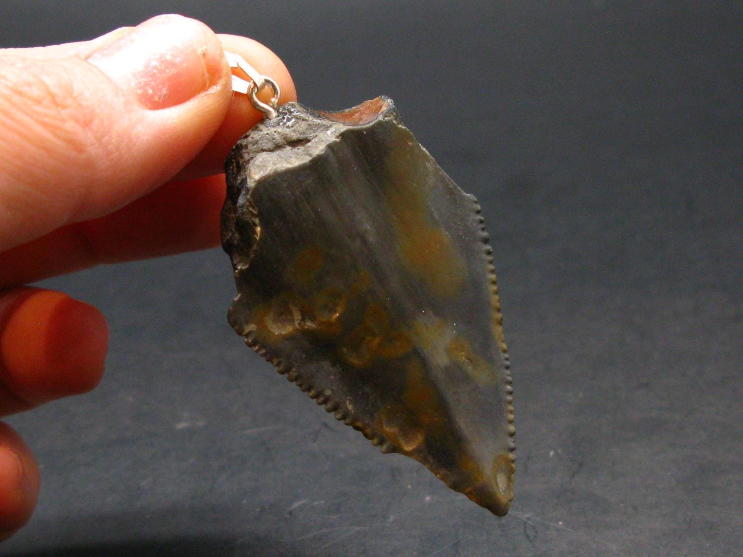 Megalodon Shark Tooth 7 MYO Silver Pendant From S. Carolina USA - 2.3"