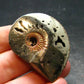 Pyritized Ammonite Fossil From Russia 150 MYO - 1.7" - 24.76 Grams