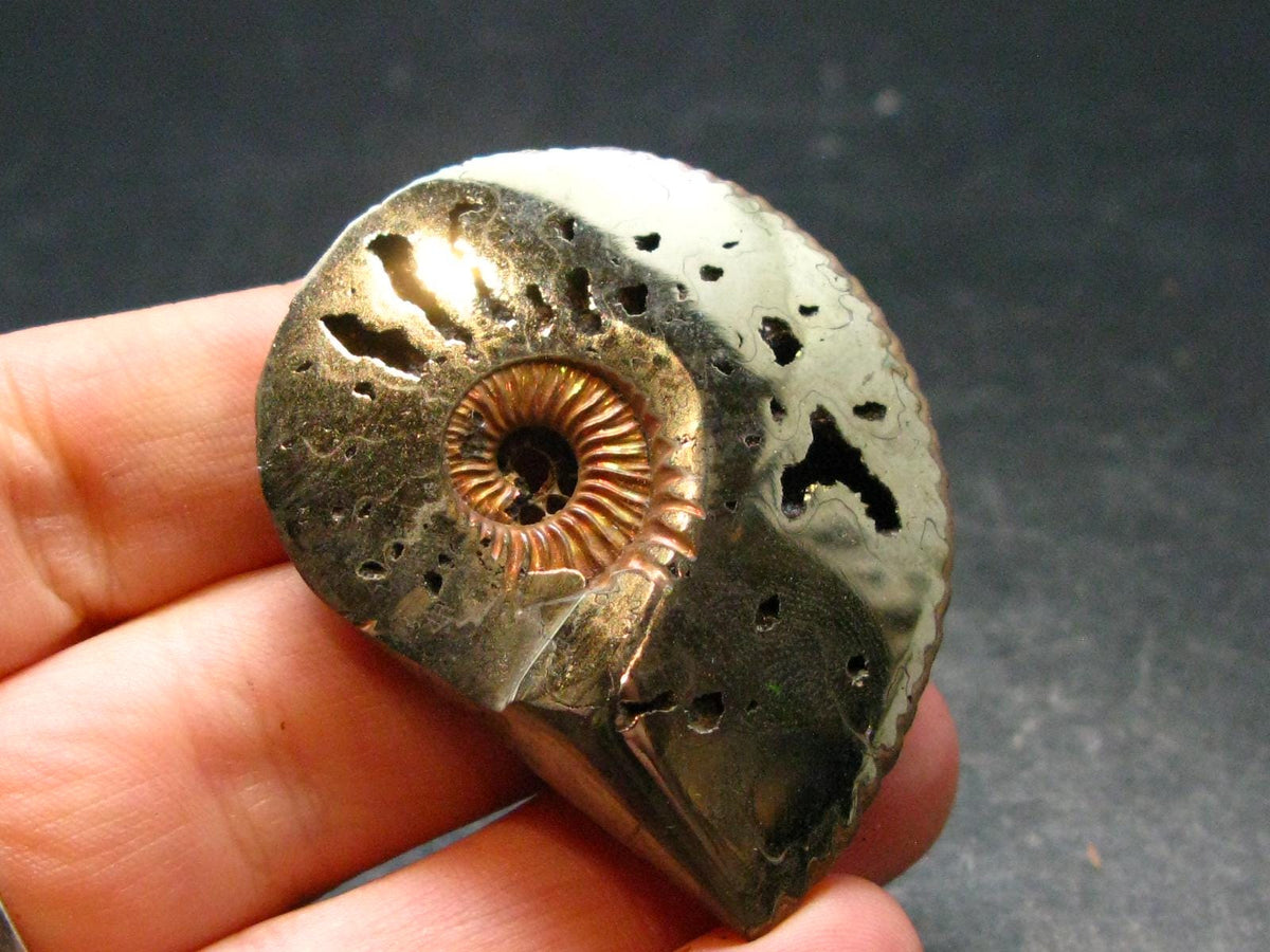 Pyritized Ammonite Fossil From Russia 150 MYO - 1.7" - 24.76 Grams