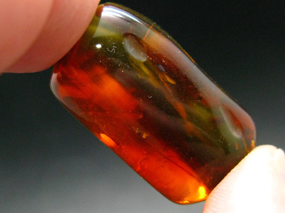 Insects in Amber Piece From Baltic Sea - 5.78 Grams - 1.2"