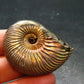Pyritized Ammonite Fossil From Russia 150 MYO - 1.7" - 24.76 Grams
