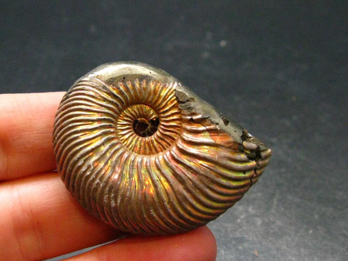 Pyritized Ammonite Fossil From Russia 150 MYO - 1.7" - 24.76 Grams
