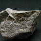 Fine Herkimer Diamond Quartz Cluster On MatrixFrom New York - 1.4" - 27.46 Grams