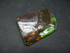 Ammolite Ammollite Fossil From Alberta Canada - 1.4" - 11.7 Grams