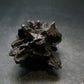 Very rare Z-Stone (Limonite after Marcasite) from Sahara Dessert, Egypt - 1.6" - 56.17 Grams