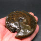 Ammolite Ammollite Fossil From Alberta Canada - 3.2" - 94.57 Grams