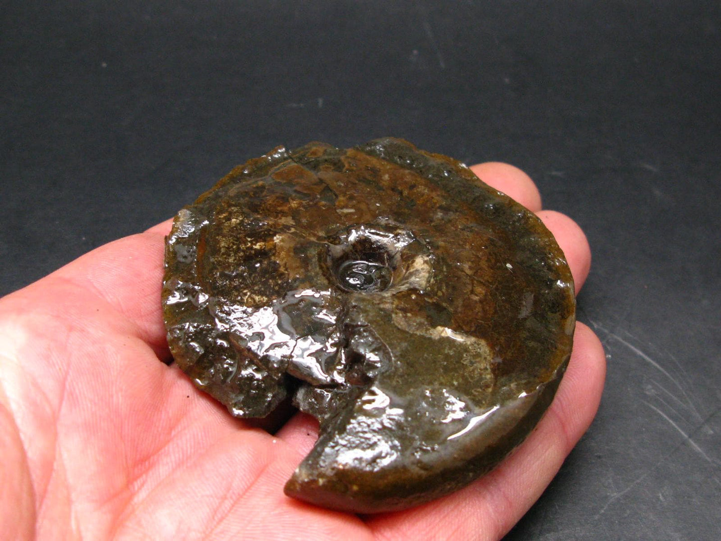 Ammolite Ammollite Fossil From Alberta Canada - 3.2" - 94.57 Grams