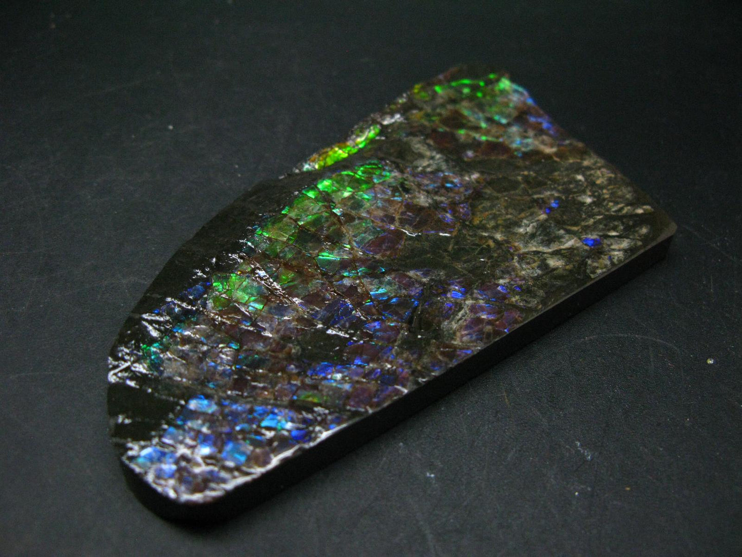 Ammolite Ammollite Fossil From Alberta Canada - 4.6" - 109.1 Grams