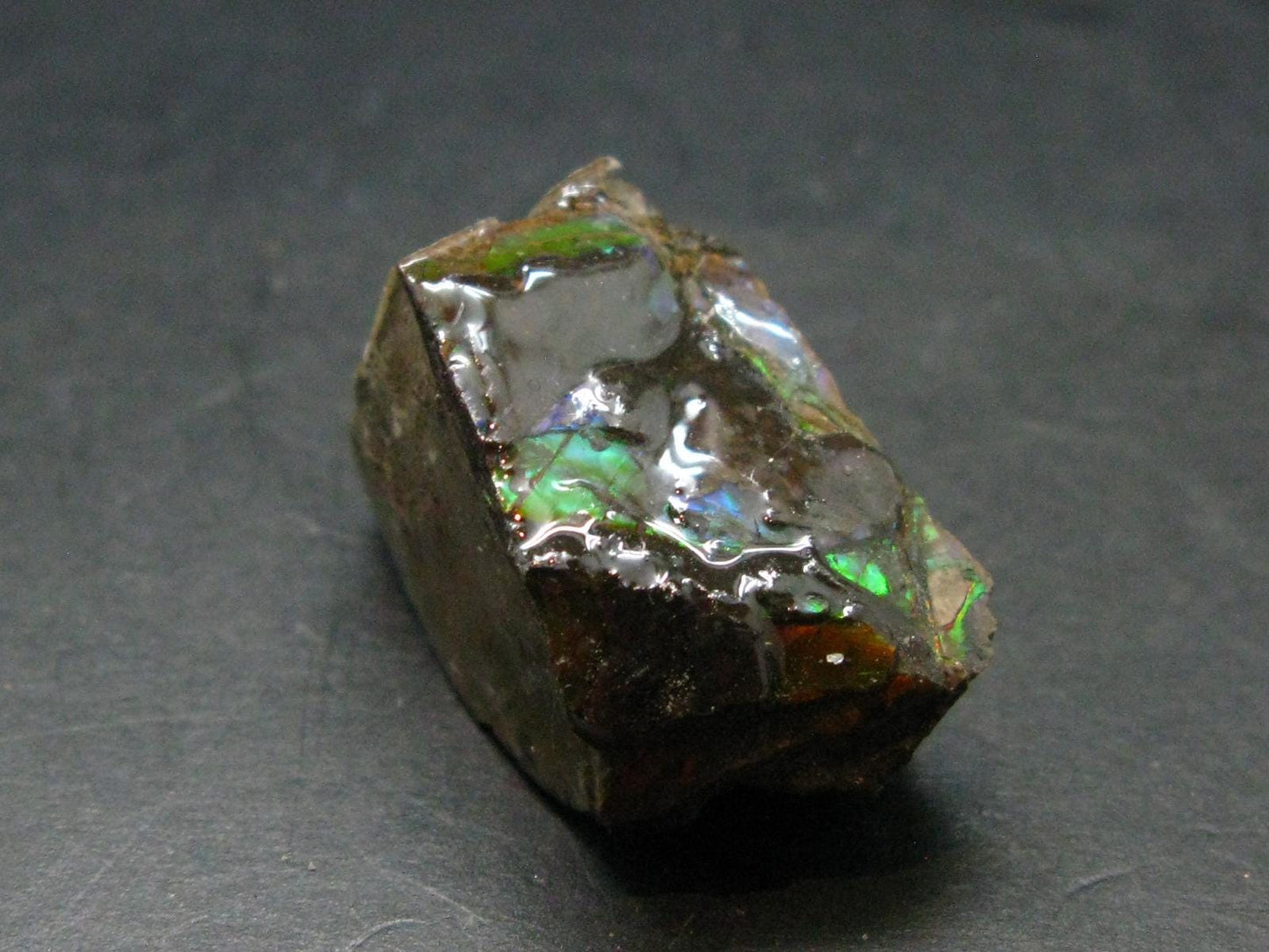 Ammolite Ammollite Fossil From Alberta Canada - 1.1" - 16.24 Grams