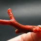 Rare Natural Red Coral From Italy - 1.8" - 2.03 Grams