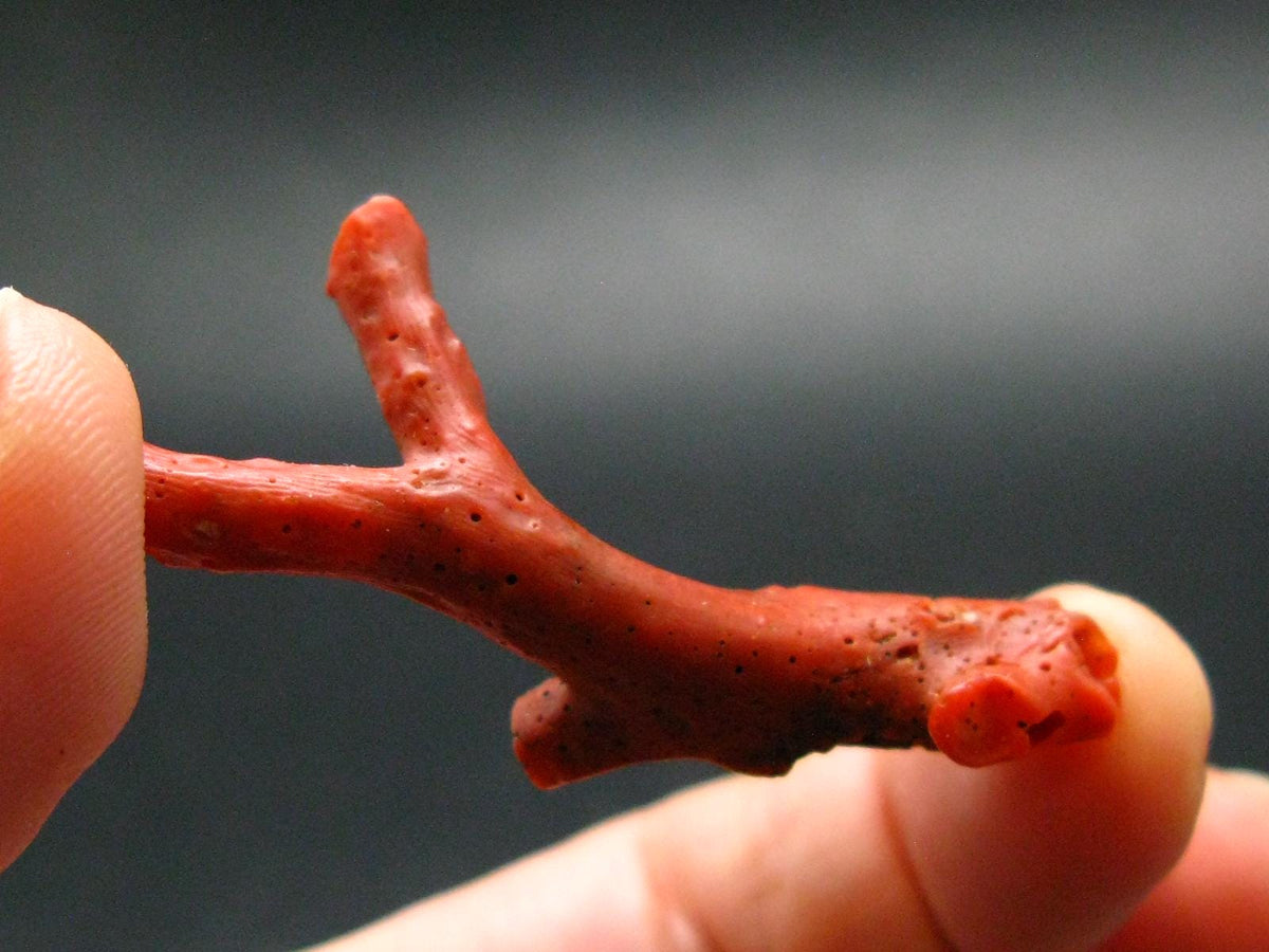 Rare Natural Red Coral From Italy - 1.8" - 2.03 Grams
