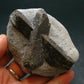 A Perfect Staurolite Crystal from Russia - 3.0" - 167.82 Grams