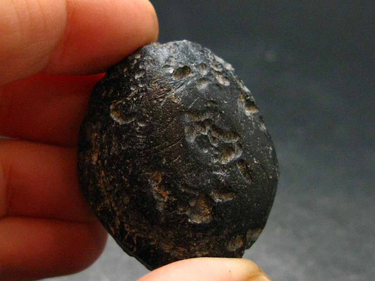 Rare Large Black Tibetan Tektite Raw Piece from Tibet - 1.6" - 33.31 Grams
