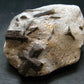 A Perfect Staurolite Crystal from Russia - 3.8" - 318.88 Grams