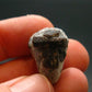 A Perfect Staurolite Crystal from Russia - 0.8" - 6.04 Grams
