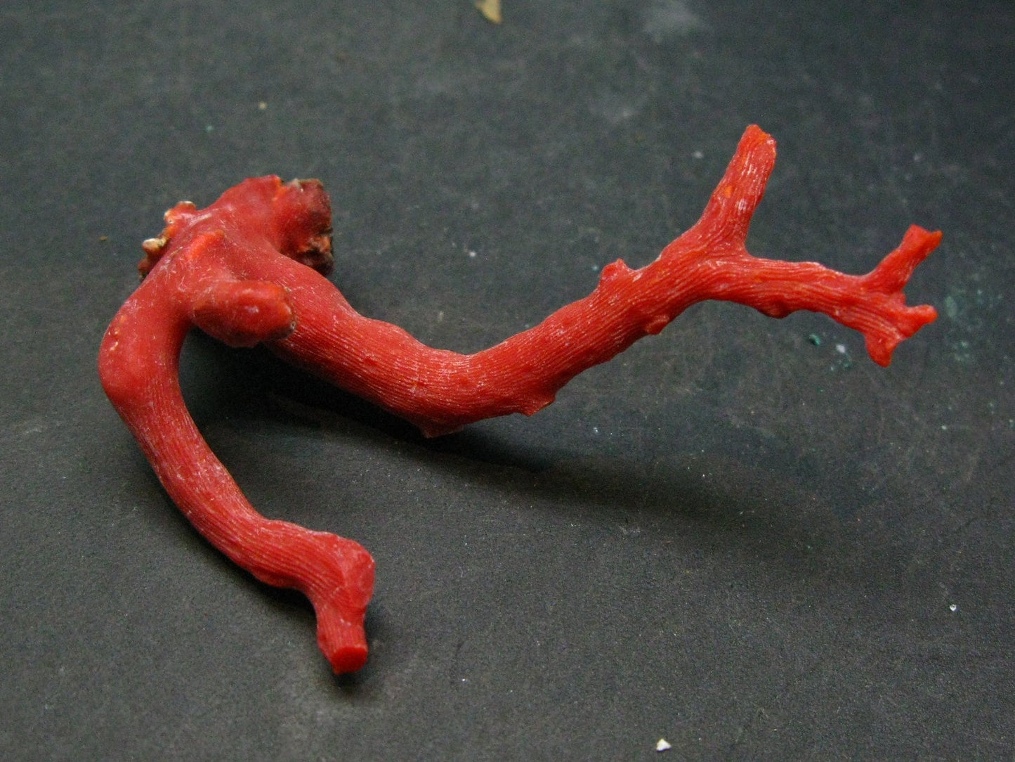 Rare Natural Red Coral From China Sea - 2.8" - 8.8 Grams
