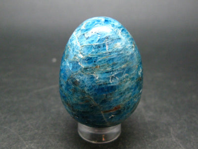 Large Neon Blue Apatite Egg from Madagascar - 54.6 Grams - 1.5"