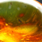 Insects in Amber Piece From Baltic Sea - 5.10 Grams - 1.4"