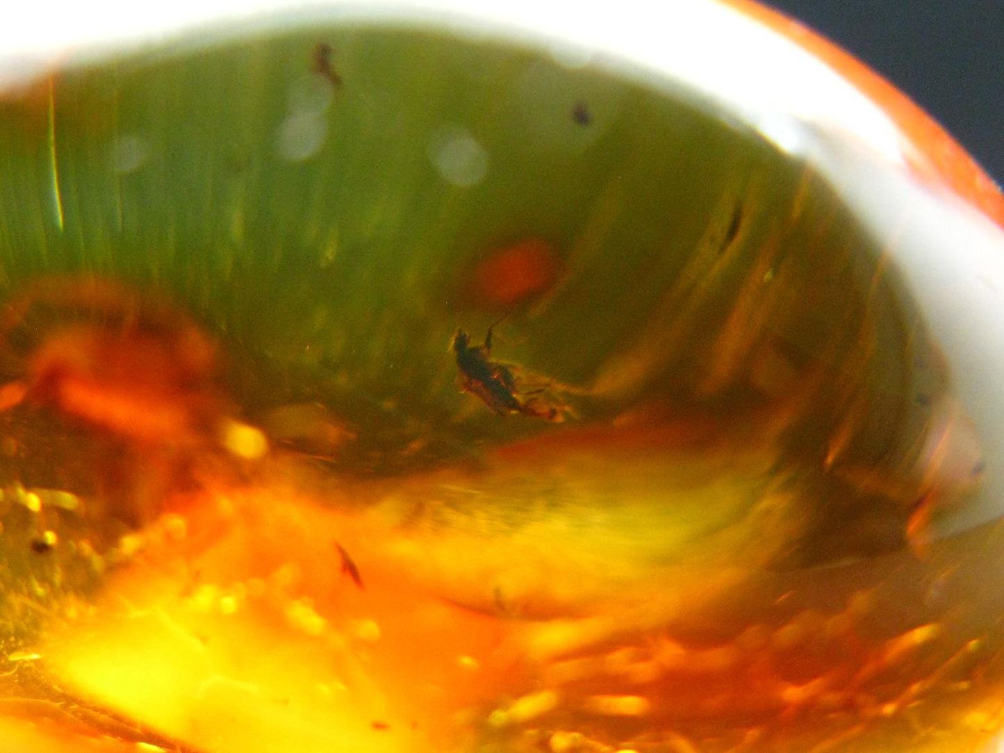 Insects in Amber Piece From Baltic Sea - 5.10 Grams - 1.4"