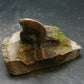Pyritized Ammonite Fossil On Pyrite Matrix From Russia 150 MYO - 1.4" - 60.20 Grams