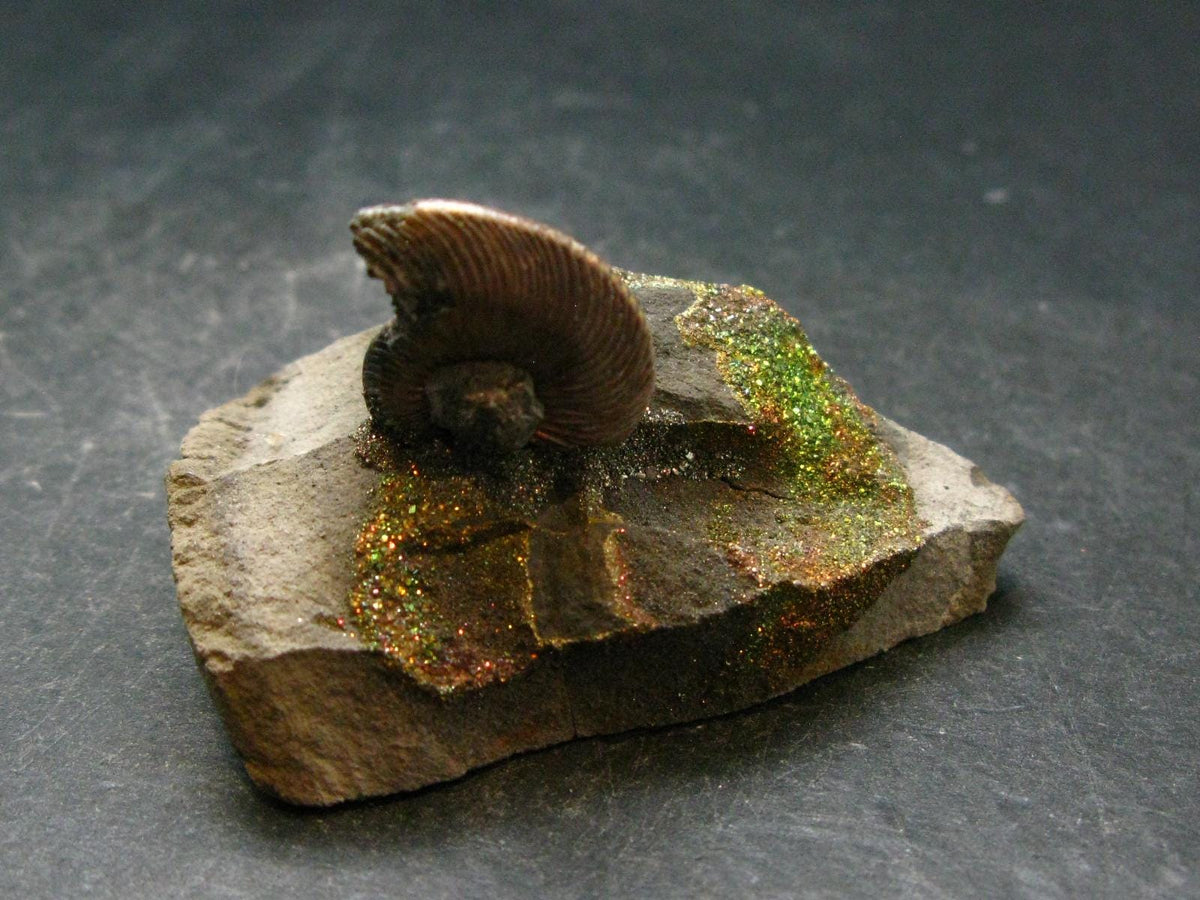 Pyritized Ammonite Fossil On Pyrite Matrix From Russia 150 MYO - 1.4" - 60.20 Grams