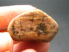 Rare Bustamite Piece from South Africa - 1.2" - 21.38 Grams