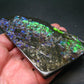 Ammolite Ammollite Fossil From Alberta Canada - 4.6" - 109.1 Grams