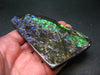 Ammolite Ammollite Fossil From Alberta Canada - 4.6" - 109.1 Grams