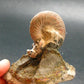 Pyritized Ammonite Fossil On Pyrite Matrix From Russia 150 MYO - 2.7" - 134.33 Grams